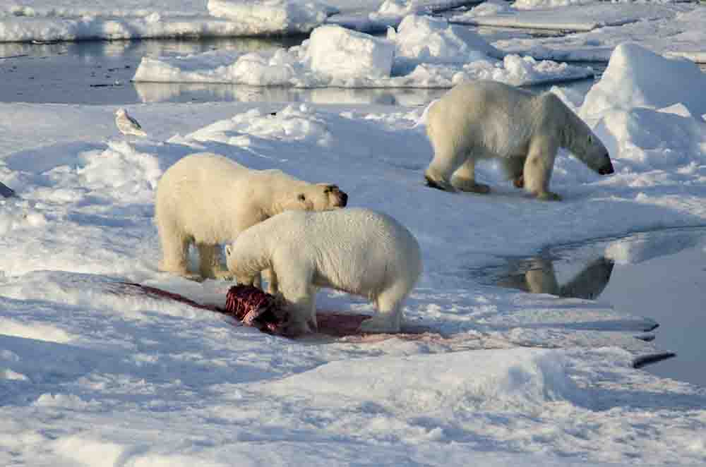 76 - Osos Polares - islas Svalbard - Noruega